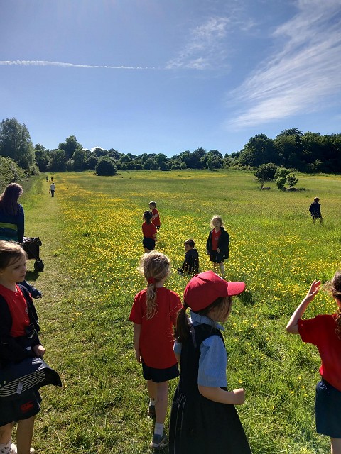 Ac meadow