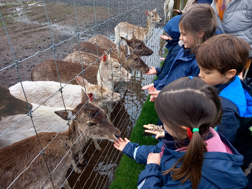 Fallow deer feeding
