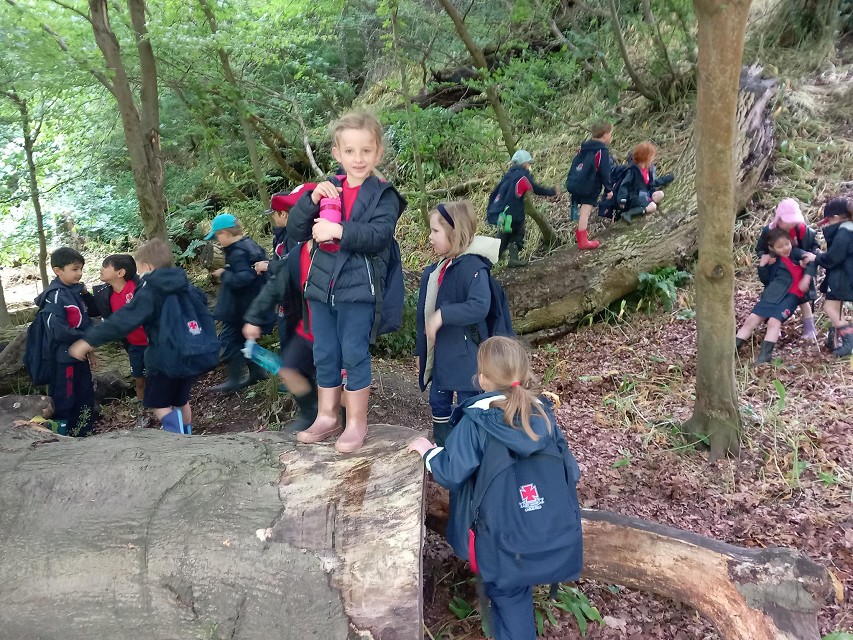 RA walk tree stumps
