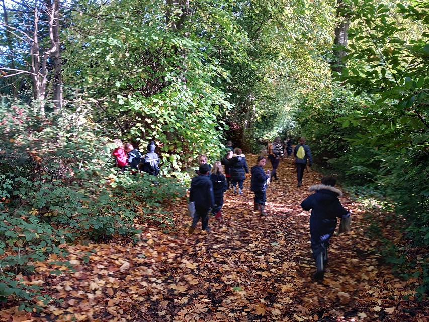 Woody walk
