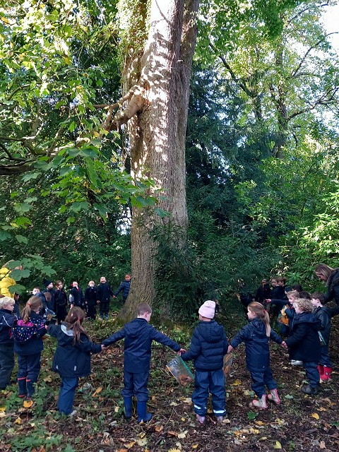 Circling tree