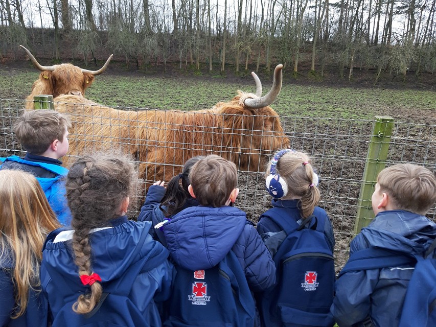 Highland cows