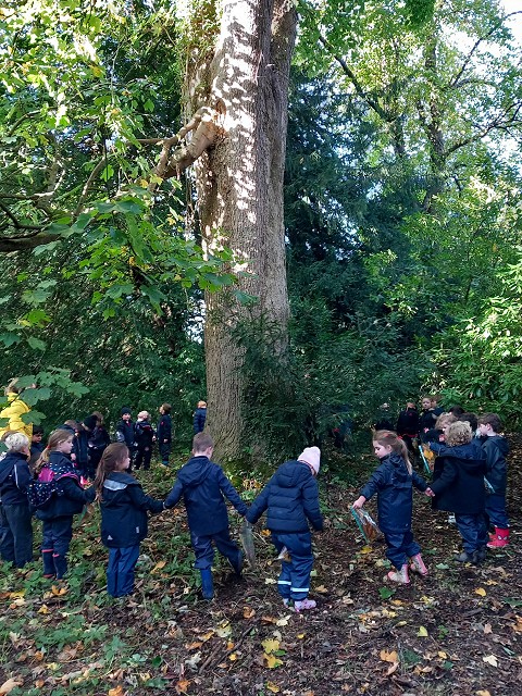 Tree dance